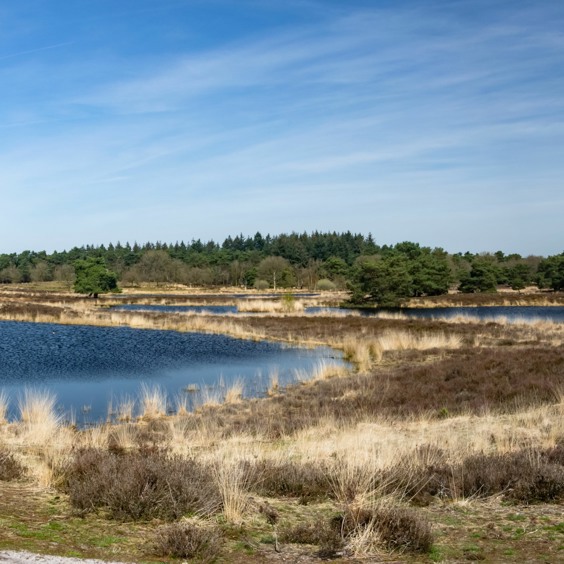 Discover the longest belt of river dunes in National Park De Maasduinen