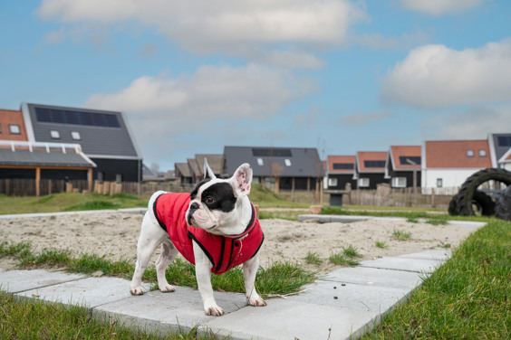 Book your stay in a pet-friendly holiday home
