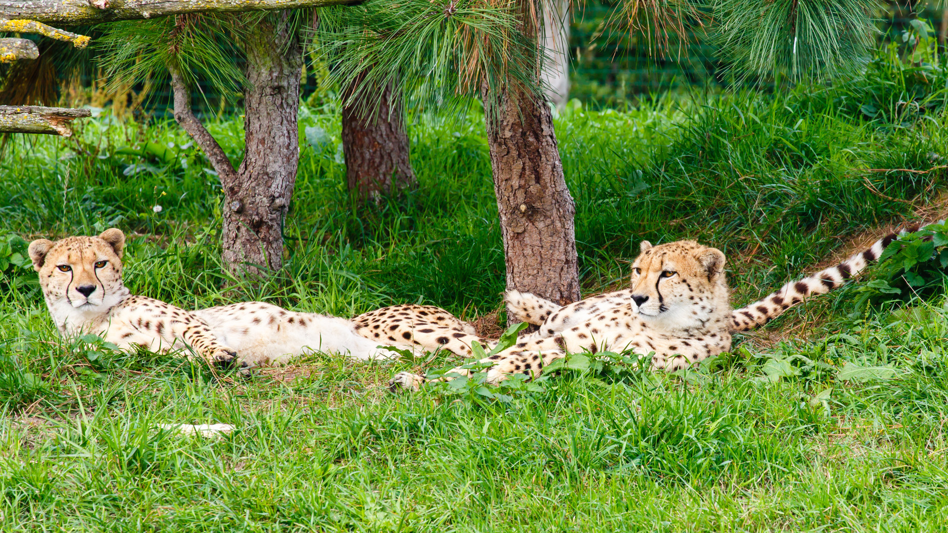 Admire extraordinary animals at ZooParc Overloon